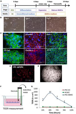 Induced pluripotent stem cell model revealed impaired neurovascular interaction in genetic small vessel disease Cerebral Autosomal Dominant Arteriopathy with Subcortical Infarcts and Leukoencephalopathy